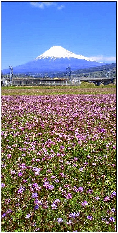 富士山と蓮華草.jpg